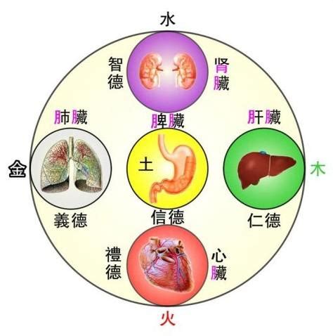 內經圖五臟六腑配對|五臟：屬陰，藏而不瀉，六腑：屬陽，瀉而不藏